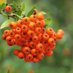 Rowanberries as a Natural Preservative: Nature’s Solution?