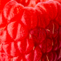 Raspberry fruit close up with no artificial sweeteners